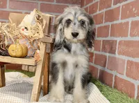 CHOCOLATE MERLE COCKAPOO MALE 3103, a male Cockapoo for sale in Pittsburg, KS – 2 of 9