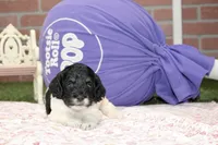 BLACK/WHITE FEMALE COCKAPOO 105, a female Cockapoo for sale in Pittsburg, KS – 3 of 4