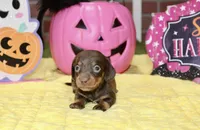 CHOCOLATE/TAN FEMALE DACHSHUND 3218, a female Miniature Dachshund for sale in Pittsburg, KS – 3 of 5