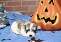 BROWN/WHITE PARTI MORKIE MALE 034, a male Morkie for sale in Pittsburg, KS – 4 of 5