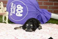 PHANTOM FEMALE COCKAPOO, a female Cockapoo for sale in Pittsburg, KS – 4 of 4