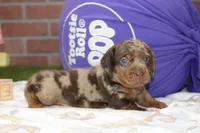 CHOCOLATE DAPPLE MALE 100, a female Dachshund for sale in Pittsburg, KS – 4 of 4