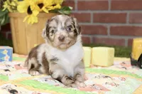 TOY AUSSIEDOODLE CHOC MERLE MALE 205, a male Aussiedoodle for sale in Pittsburg, KS – 3 of 4