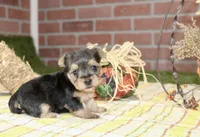 BLACK/TAN MORKIE FEMALE 3037, a female Morkie for sale in Pittsburg, KS – 2 of 5
