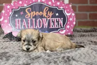 GRIZZLE MORKIE FEMALE 3195, a female Morkie for sale in Pittsburg, KS – 3 of 5
