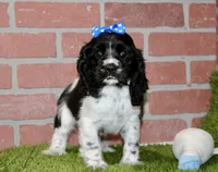 BLACK/WHITE FEMALE 995, a female Cocker Spaniel for sale in Pittsburg, KS – 2 of 4