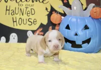 CREAM/WHITE DAPPLE MALE DACHSHUND 023, a male Miniature Dachshund for sale in Pittsburg, KS – 4 of 5