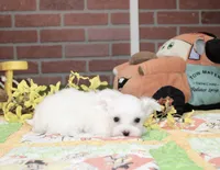 WHITE/CREAM FEMALE MORKIE 3153, a female Morkie for sale in Pittsburg, KS – 3 of 4