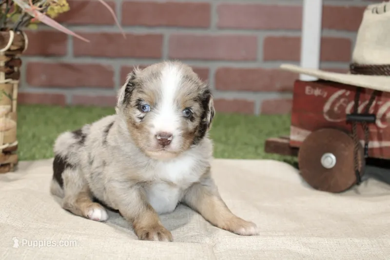RED/WHITE MERLE MALE TOY AUSSIE 228 – Toy Australian Shepherd puppy for sale in Pittsburg, KS