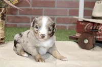RED/WHITE MERLE MALE TOY AUSSIE 228, a male Toy Australian Shepherd for sale in Pittsburg, KS – 1 of 4