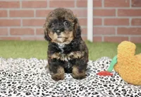 BLACK/BROWN FEMALE YORKIEPOO 178, a female Yorkipoo for sale in Pittsburg, KS – 6 of 8