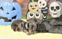 SILVER DAPPLE MALE DACHSHUND 3215, a male Miniature Dachshund for sale in Pittsburg, KS – 1 of 5