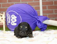 PHANTOM MALE COCKAPOO 102, a male Cockapoo for sale in Pittsburg, KS – 4 of 4