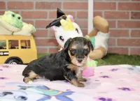 BLACK/TAN FEMALE YORKIEPOO 198, a female Yorkipoo for sale in Pittsburg, KS – 4 of 4