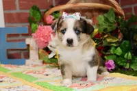 MERLE AUGGIE FEMALE 875, a female Australian Shepherd and Pembroke Welsh Corgi for sale in Pittsburg, KS – 4 of 5