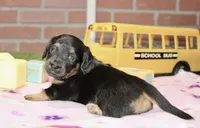 BLACK/TAN FEMALE 192, a male Miniature Dachshund for sale in Pittsburg, KS – 2 of 4