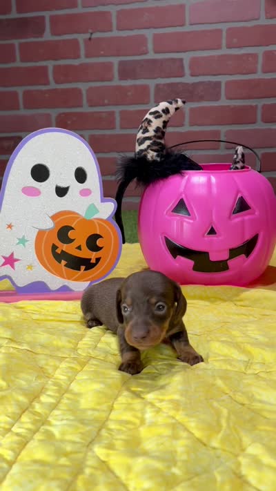 CHOCOLATE/TAN FEMALE DACHSHUND 3218, a female Miniature Dachshund for sale in Pittsburg, KS – 5 of 5