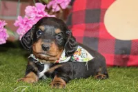 BLACK/TAN MALE 704, a male Miniature Dachshund for sale in Pittsburg, KS – Photo 3 of 4