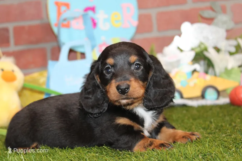 BLACK/TAN MALE 704 – Miniature Dachshund puppy for sale in Pittsburg, KS
