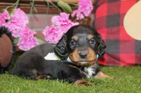 BLACK/TAN MALE 704, a male Miniature Dachshund for sale in Pittsburg, KS – Photo 4 of 4