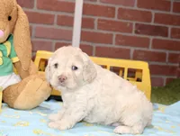 CREAM MALE COCKAPOO 202, a male Cockapoo for sale in Pittsburg, KS – 3 of 4