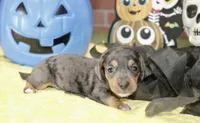 SILVER DAPPLE MALE DACHSHUND 3211, a male Miniature Dachshund for sale in Pittsburg, KS – 3 of 5