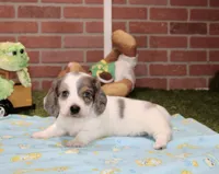 BLUE PIEBALD MALE DACHSHUND 121, a male Miniature Dachshund for sale in Pittsburg, KS – 3 of 4