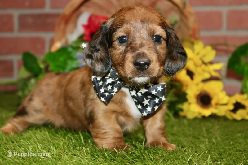 CHOCOLATE DAPPLE MALE 892 – Dachshund puppy for sale in Pittsburg, KS