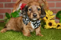CHOCOLATE DAPPLE MALE 892, a male Dachshund for sale in Pittsburg, KS – 1 of 8