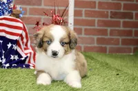 CHOCOLATE MERLE AUGGIE 982, a male Australian Shepherd and Pembroke Welsh Corgi for sale in Pittsburg, KS – 3 of 4
