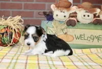 TRI MORKIE FEMALE 3045, a female Morkie for sale in Pittsburg, KS – 3 of 5