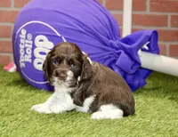 CHOCOLATE/WHITE FEMALE COCKER 087, a female Cocker Spaniel for sale in Pittsburg, KS – 4 of 4