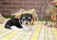 TRI MORKIE FEMALE 3038, a female Morkie for sale in Pittsburg, KS – 3 of 5