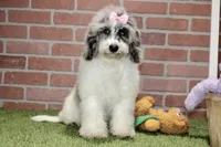 WHITE AND MERLE FEMALE COCKAPOO 968, a female Cockapoo for sale in Pittsburg, KS – 2 of 10
