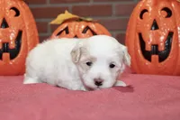 WHITE/CREAM MALTIPOO MALE 3047, a male Maltipoo for sale in Pittsburg, KS – 2 of 5