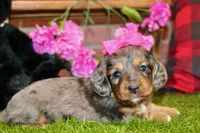 SILVER DAPPLE FEMALE 707, a female Miniature Dachshund for sale in Pittsburg, KS – Photo 3 of 4