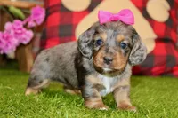 SILVER DAPPLE FEMALE 707, a female Miniature Dachshund for sale in Pittsburg, KS – Photo 1 of 4