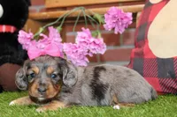 SILVER DAPPLE FEMALE 707, a female Miniature Dachshund for sale in Pittsburg, KS – Photo 4 of 4