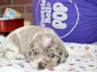 LAVENDER/WHITE COCKER FEMALE 093, a male Cocker Spaniel for sale in Pittsburg, KS – 2 of 4