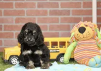 PHANTOM MALE COCKAPOO 102, a male Cockapoo for sale in Pittsburg, KS – 10 of 10