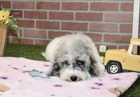 WHITE AND MERLE FEMALE 968, a female Cockapoo for sale in Pittsburg, KS – 2 of 10