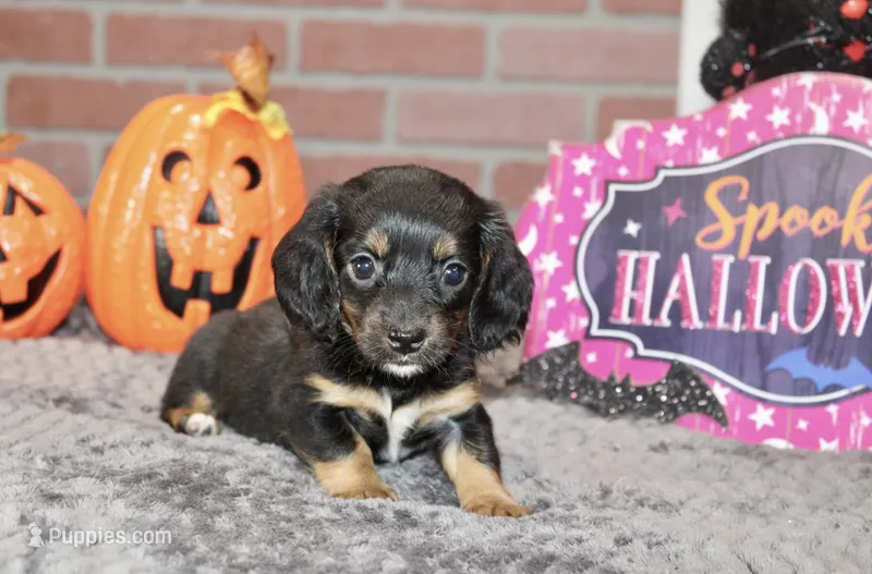 BLACK/TAN FEMALE DACHSHUND 3217 – Miniature Dachshund puppy for sale in Pittsburg, KS
