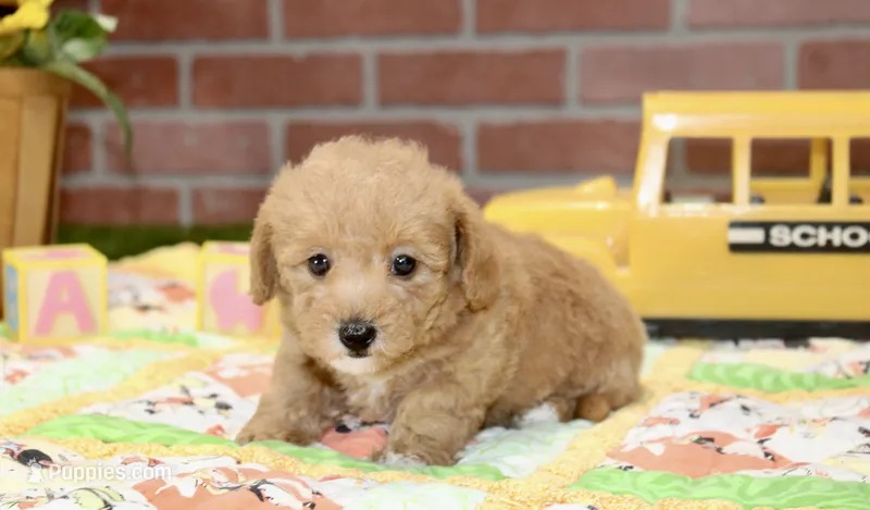 RED FEMALE YORKIEPOO 199 – Yorkipoo puppy for sale in Pittsburg, KS