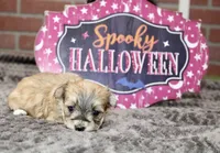GRIZZLE MORKIE FEMALE 3195, a female Morkie for sale in Pittsburg, KS – 2 of 5