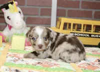 TOY AUSSIEDOODLE CHOC MERLE FEMALE 207, a female Aussiedoodle for sale in Pittsburg, KS – 4 of 4