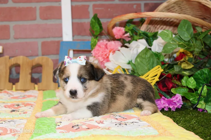 MERLE AUGGIE FEMALE 875 – Australian Shepherd, Pembroke Welsh Corgi puppy for sale in Pittsburg, KS