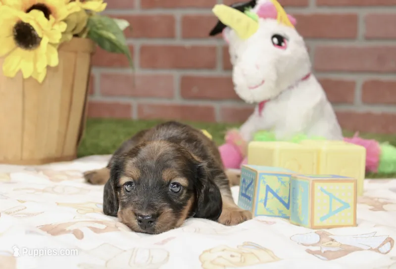 SHADED CREAM FEMALE 220 – Miniature Dachshund puppy for sale in Pittsburg, KS