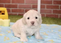 CREAM COCKAPOO MALE 201, a male Cockapoo for sale in Pittsburg, KS – 1 of 4