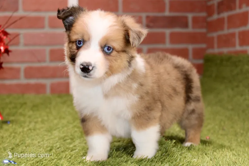 CHOCOLATE DAPPLE MALE 984 – Australian Shepherd, Pembroke Welsh Corgi puppy for sale in Pittsburg, KS