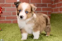 CHOCOLATE DAPPLE MALE 984, a male Australian Shepherd and Pembroke Welsh Corgi for sale in Pittsburg, KS – 1 of 4